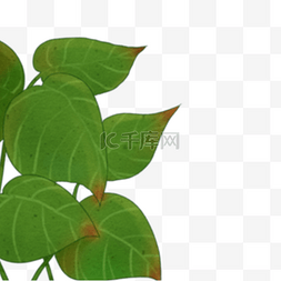 保护自然卡通图片_绿色植物树叶元素