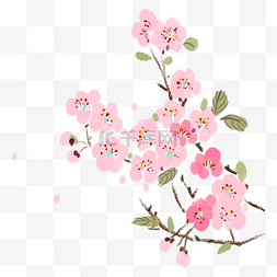 粉色的水墨腊梅插画