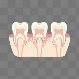 健康牙齿剖面图矢量素材