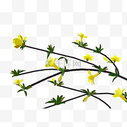 花朵发芽图片_春天植物黄色小清新迎春花免抠高