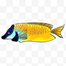 黄色长条形热带鱼插画