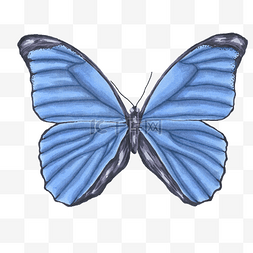 蓝色水蝴蝶图片_手绘卡通蓝色蝴蝶
