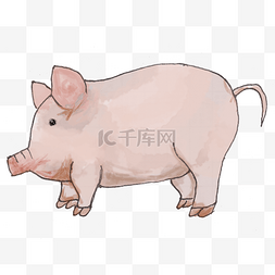 手绘水彩动物胖猪png