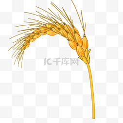 大米成熟图片_金黄的麦穗系列一