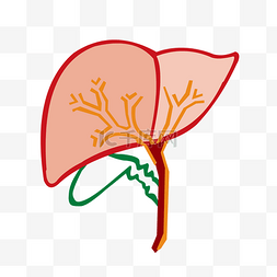 人体结构卡通图图片_手绘人体器官肝脏线条免抠素材