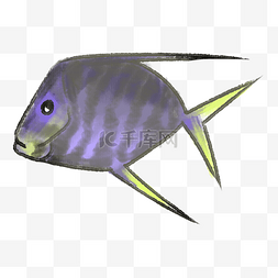 蓝黑色热带鱼插画
