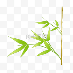 竹子竹林竹叶植物绿色