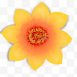 黄色花花透明Png图
