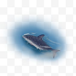 手绘海豚插画图片_世界海洋日手绘海豚