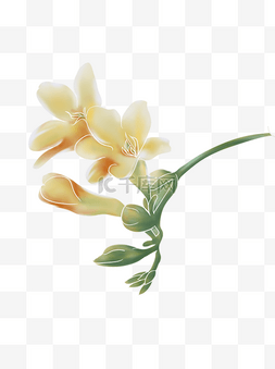 浅黄色的花朵图片_优雅浪漫纯洁的曼兰