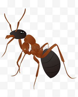 动物蚂蚁图片_矢量手绘卡通蚂蚁