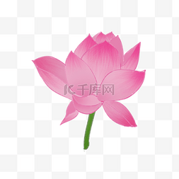 好看的国风图片_手绘粉色的莲花插画