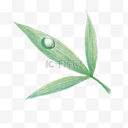 绿植植物插画图片_手绘绿植叶子插画