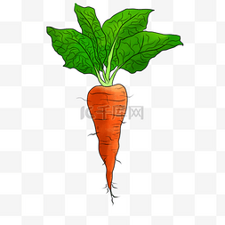 大叶子蔬菜图片_营养又健康的大胡萝卜