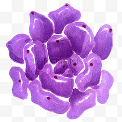 紫色多肉植物