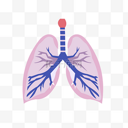 手绘人体器官肺矢量免抠素材