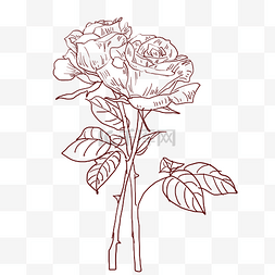 植物插画线描图片_线描玫瑰花花枝插画
