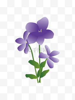 紫罗兰花卉图片_紫罗兰花卉花束元素