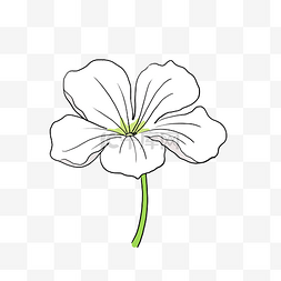 小清新手绘花卉图片_手绘美丽小清新白色花卉