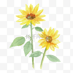 鲜艳植物图片_通用节日多彩卡通手绘水彩向日葵