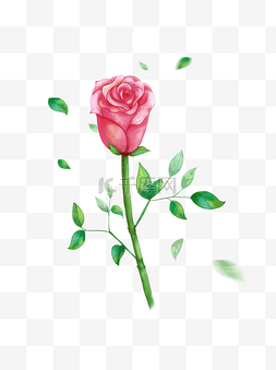 玫瑰花一支图片_玫瑰花一支快盛开的红色玫瑰花玫