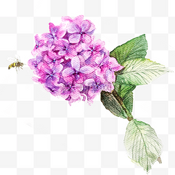 紫色花团图片_紫色绣球花PNG唯美装饰花团
