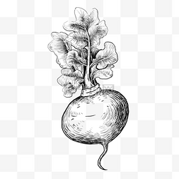 手绘线描蔬菜图片_线描萝卜手绘插画