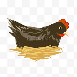窝图片_黑色的大公鸡家禽插画