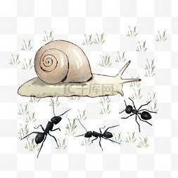 蜗牛和图片_小蜗牛和小蚂蚁