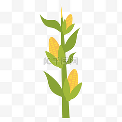 玉米须的玉米图片_卡通矢量手绘扁平玉米