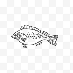 鱼篓线条图片_线条海水鱼PNG