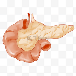 卡通人体器官图片_卡通人体胰脏插图