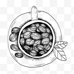 植物插画线描图片_手绘线描咖啡豆插画