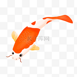 手绘彩色锦鲤图片_向底游动的锦鲤