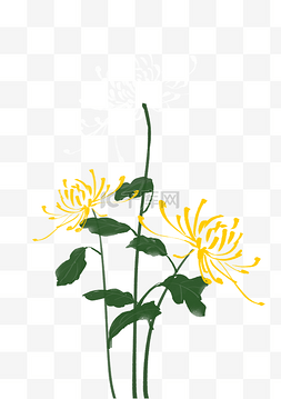 黄色叶子漂亮图片_手绘黄色的菊花插画