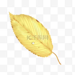 秋季手绘矢量树叶图片_秋季植物叶片树叶插画