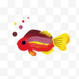 彩色的金鱼免抠图