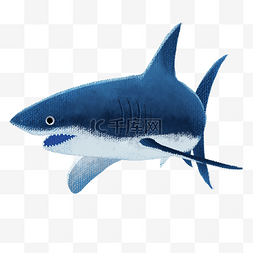 蓝色创意鲨鱼元素