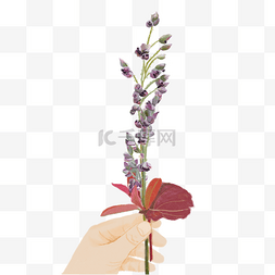 紫色唯美小花图片_手绘古风手握植物花草