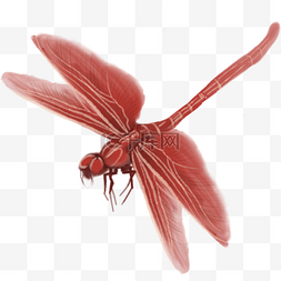手绘小蜻蜓图片_一只红色的大蜻蜓