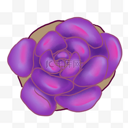 紫色多肉盆栽