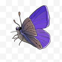 动物眼睛手绘图片_png格式免抠美丽的蝴蝶图案