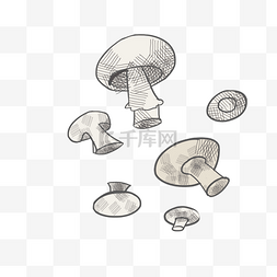  蘑菇菌类