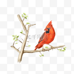 树枝上鸟图片_手绘站在树枝上的小鸟