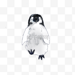 中国企鹅小动物手绘