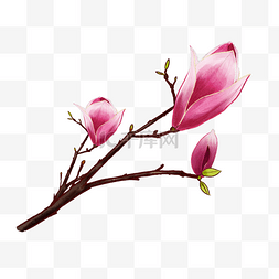 春天春季花卉粉红玉兰花装饰图案