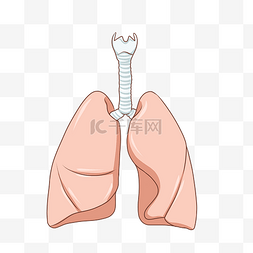 手绘医疗器官主题心肺卡通插画