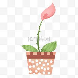 粉色百合盆栽