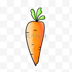长长的橘黄色萝卜