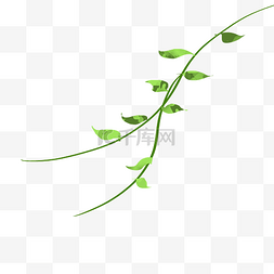 森林装饰植物边框图片_插画风格藤曼植物